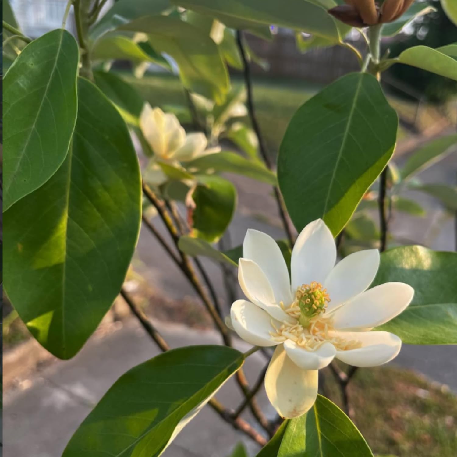 Sweetbay Magnolia Tree Live Plant, Fragrant Perennial Ornamental Plants in 3 Gal Pot, 2-3 Ft Tall, Outdoor Planting, No Ship to CA