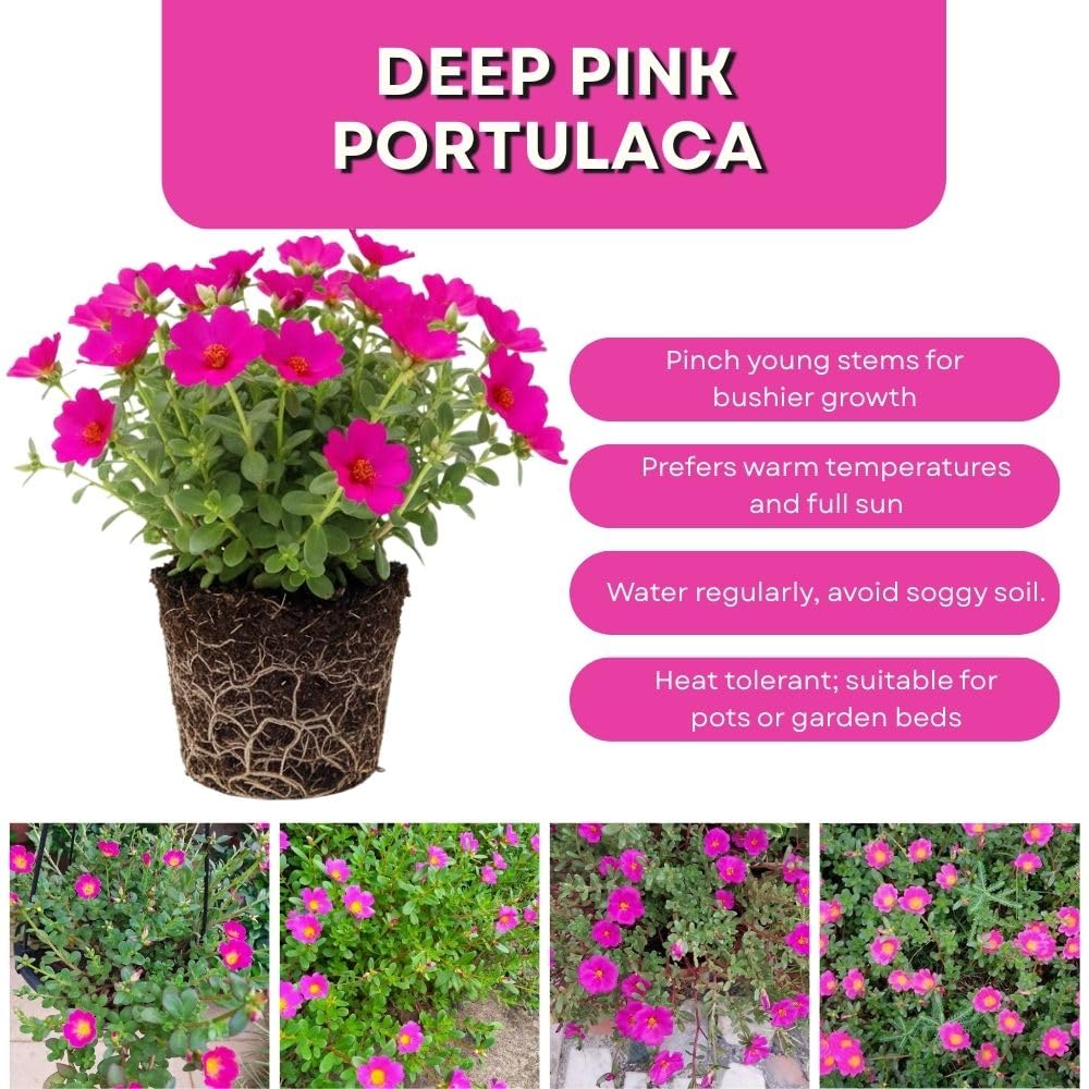 Set 2 Portulaca Live Plant, 4-6 Inch Tall, Moss Rose Plants Live, Rare Portulaca Plants for Growing Indoor Outdoor (Deep Pink)