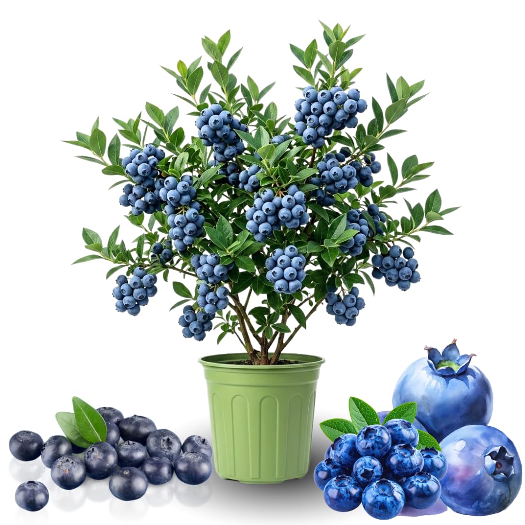 3 Years Old Bright Blueberry Bush Tree Live Plant 1-2 Feet Tall in 2 Gallon Pot, Blueberries Plants, High Yielding, Ready to Fruit, No CA