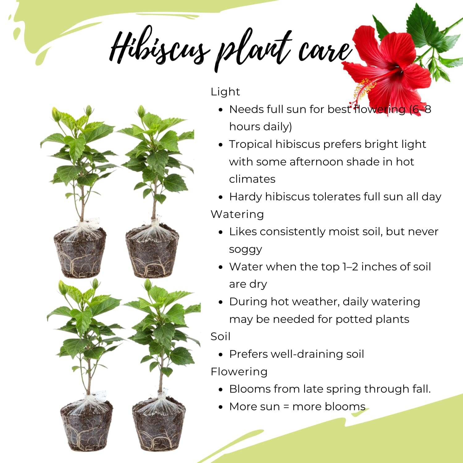 Set 4 Hibiscus Plants Live, Tropical Flowering Shrub, 4-8" Tall, Cold Hardy Bush (Red Hibiscus)