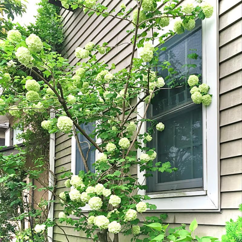 Fragrant Viburnum Tree Live Plant Shrub in Pot, Fragrant Flower, Dormant in Winter, 6-12" in Tall, Bare Root to CA, Bush Shrub Spring Blooms