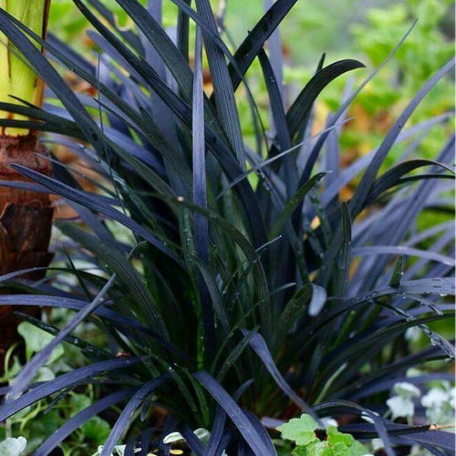 2 Fountain Grass Plants Live, Tall Ornamental Perennial Grass for Landscaping, 5-9 Inch Height Well Rooted to Grow (Black Fountain Grass)