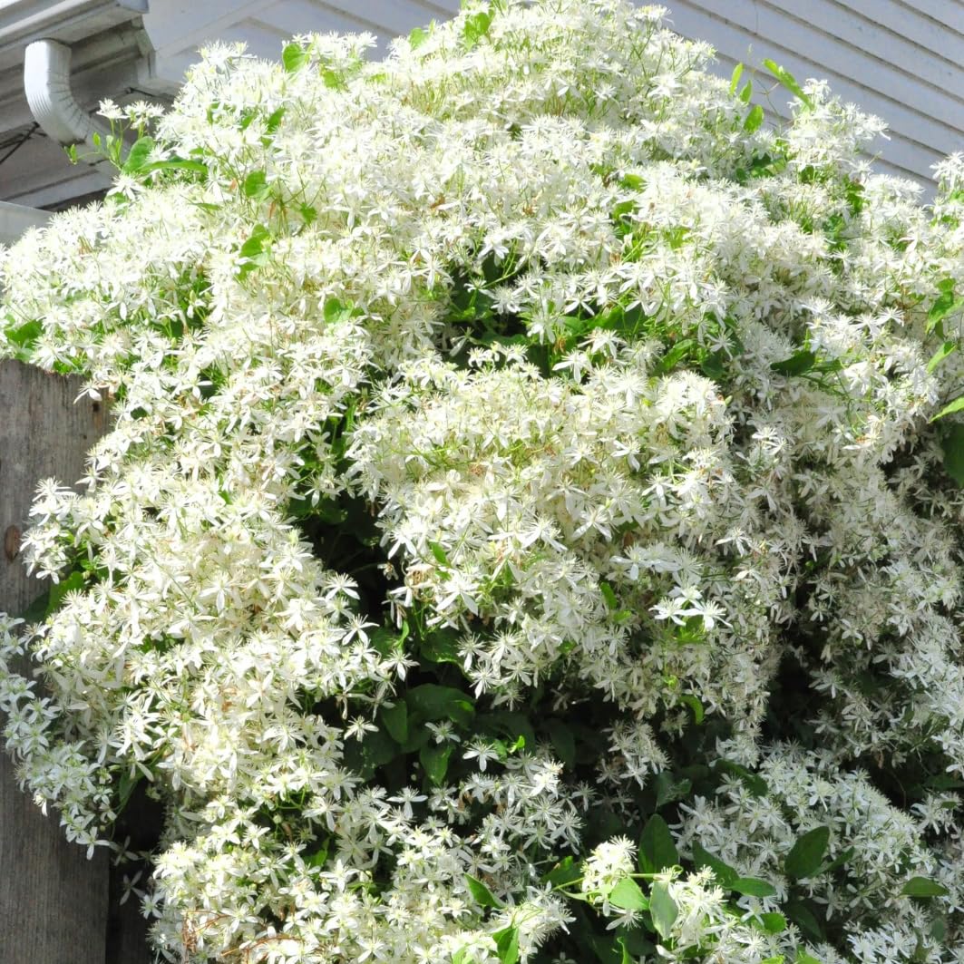 3 Sweet Autumn Clematis Vine Live Plant in 4" Pot, Dormant in Winter, Spring Blooms, Clematis Plants Live, Fragrant Vines