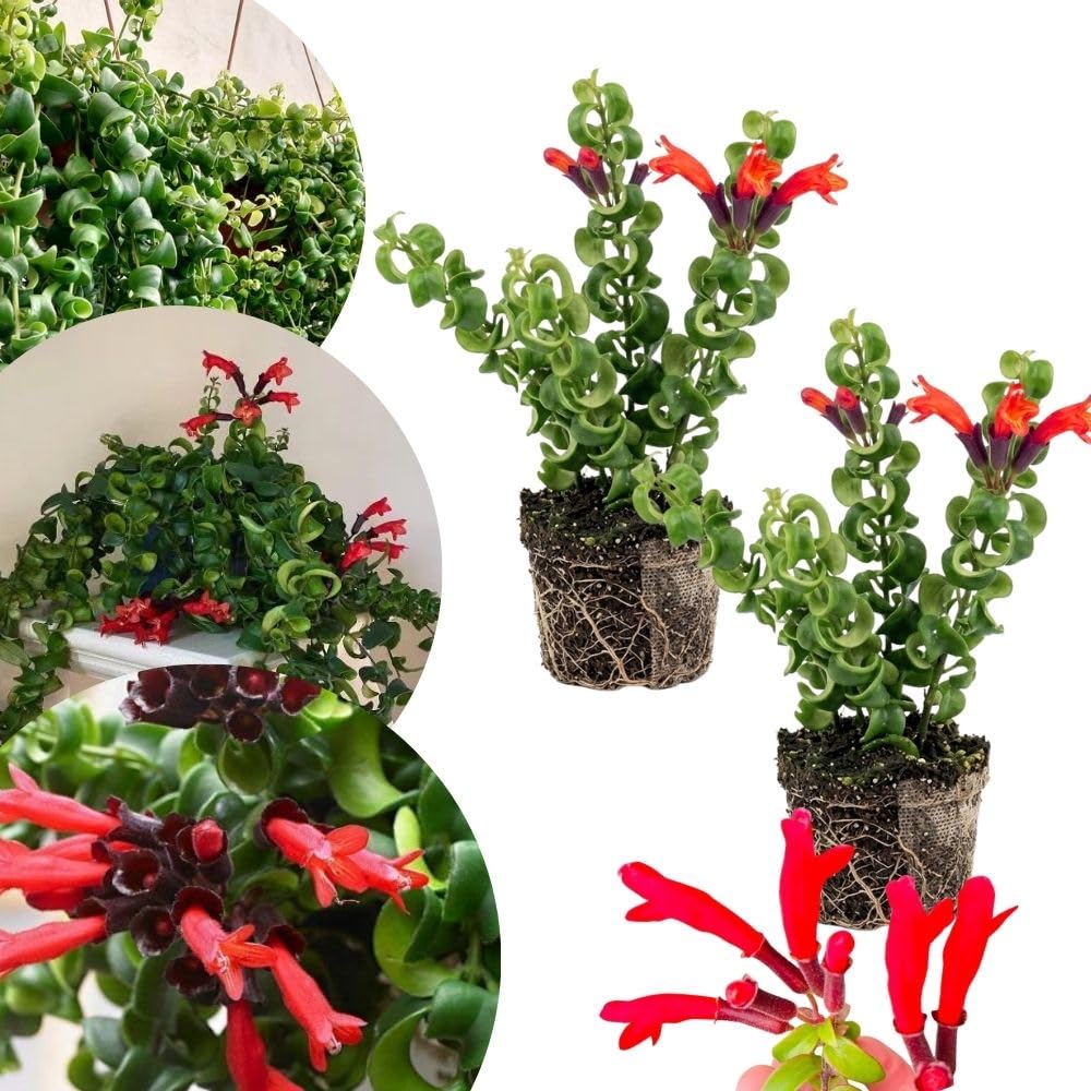 Set 2 Red Curly Lipstick Plans Live, 4-6" Tall, Red Curly Lipstick Flower Plant Vine for Planting Indoor, Rare Trailing Flowes, No Pot