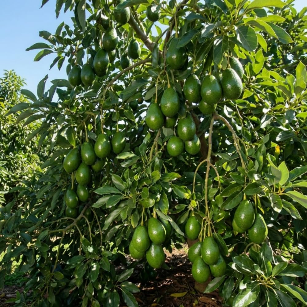 Long Green Avocado Plant Live, Avocado Fruit Tree in 3 Gallon Pot, Cold Hardy Avocado Plant for Container or Garden, 1-2 Feet Tall, No Ship to CA