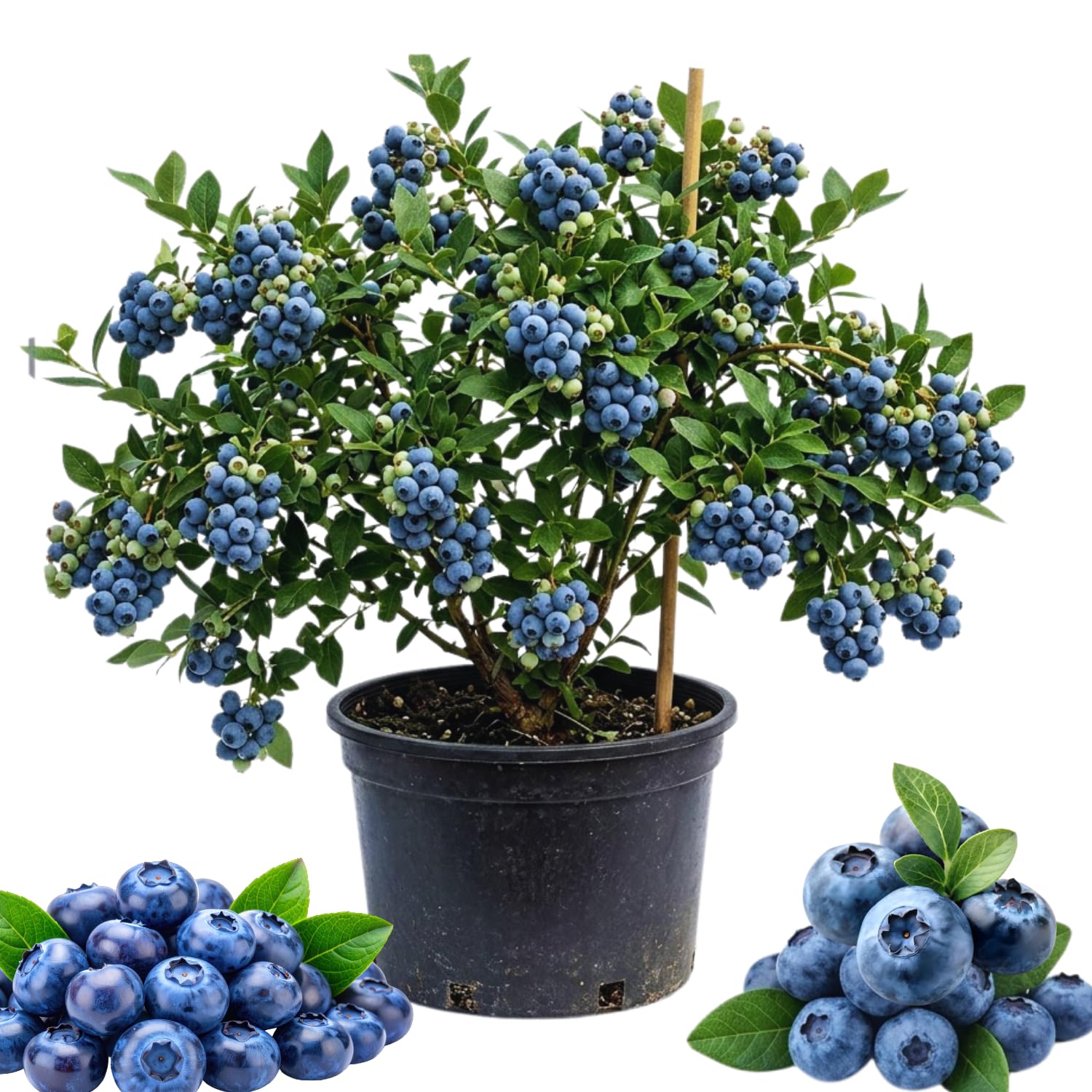 Live Blueberry Bushes, Blueberry Fruit Plant, Hardy Berries Bush for Garden, 2-3 Ft Tall, No Ship to CA