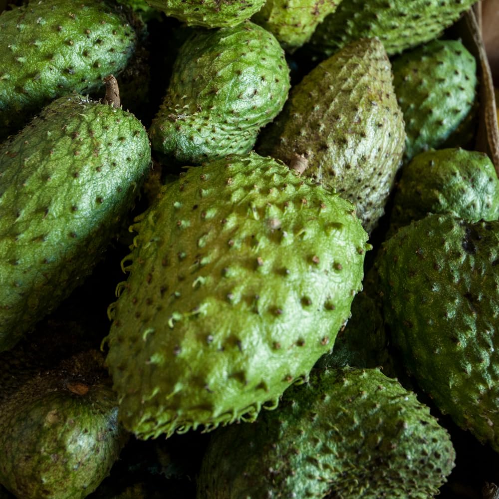 Soursop Tree Live Plant in Pot, 2 to 3 Feet Tall Sweet Soursop Plant, Guanabana Soursop Fruits Plant, Tropical Fruit Tree, No Ship to CA