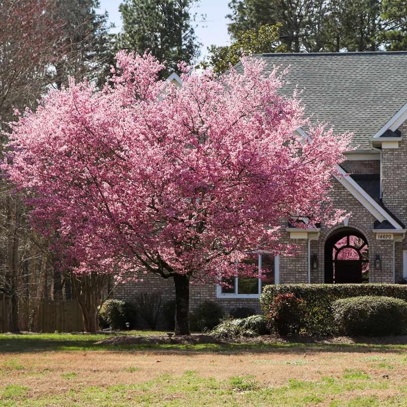 Cherry Blossom Tree, Double Pink Cherry Tree Live Plant, 6-12 Inch Tall in 2.5 Inch Pot, Dormant in Winter