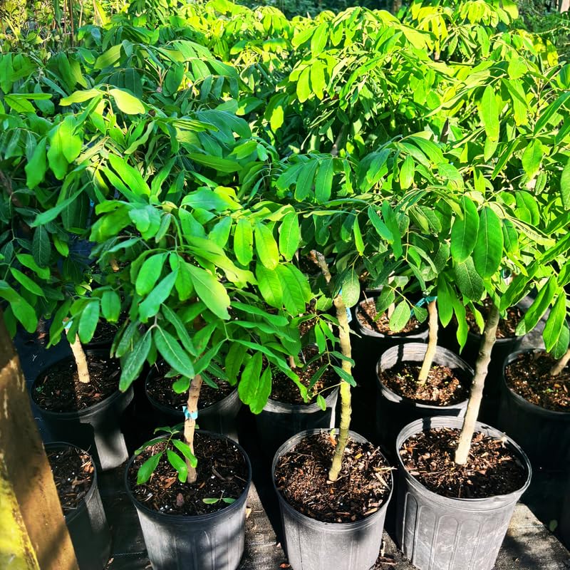 Longan Tree Live Plant, 3 Gallon Pot, 3-4 Ft Tall Longan Fruit Trees Live Plants for Growing Outdoor, No Ship to CA