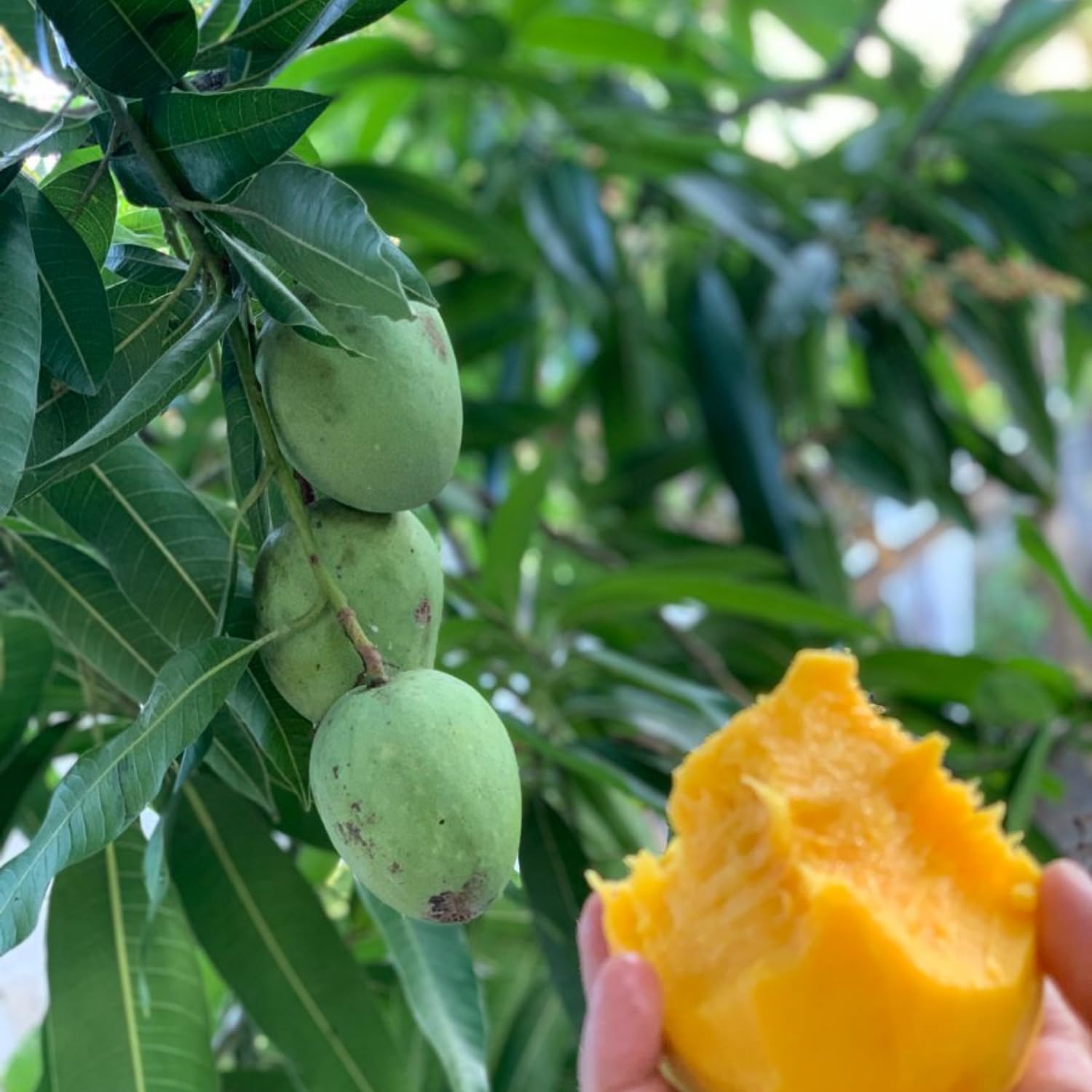 Green Mango Plant Live, Sweet Tropical Mango Live in 3 Gallon Pot, Mango Fruit Tree for Outdoor Planting, 3-4 Feet Tall, No Ship to CA