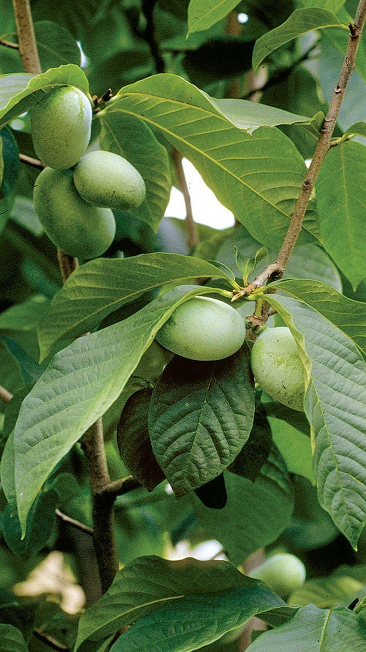 Paw Paw Tree Plant Live, 6-12'' Tall Well Rooted Plant, Ready to Grow, Fast-Growing Fruit Tree for Home Gardens