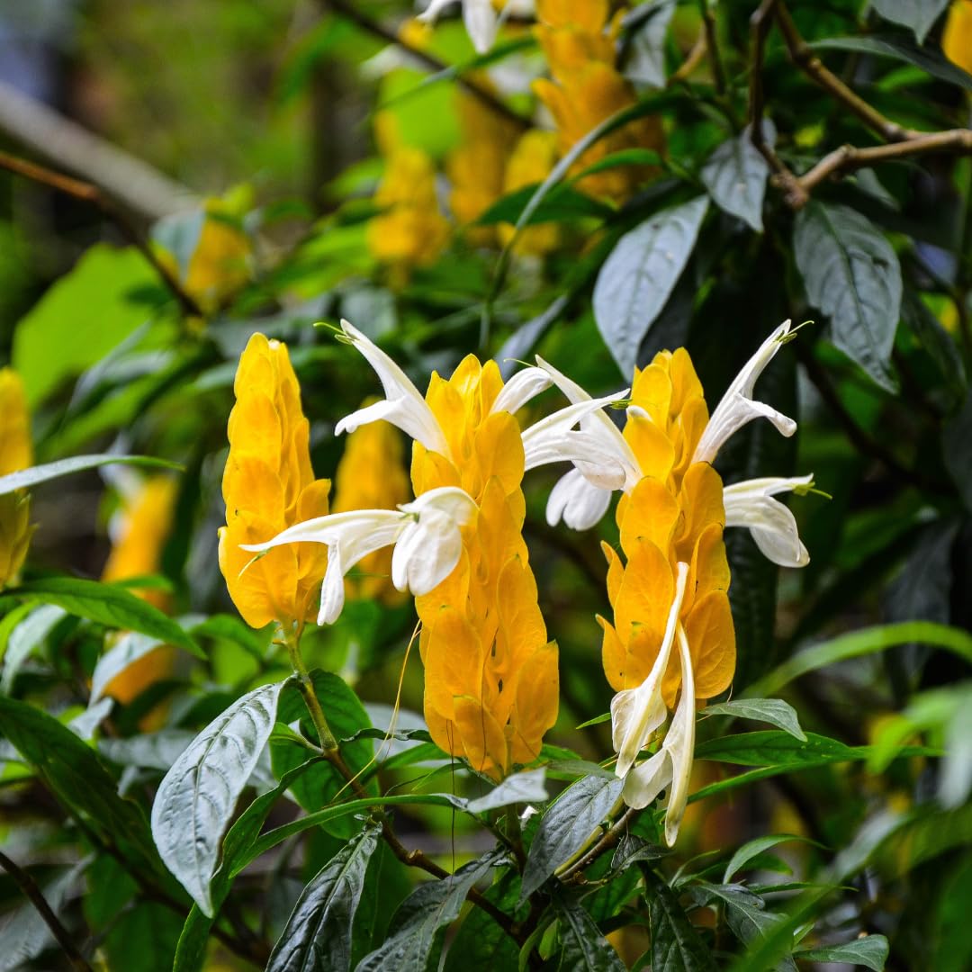 Set of 2 Live Shrimp Plants, Perennial Shrimp Plant, Vibrant Flowers, 4-8 Inches Tall, Well-Rooted for Planting (Yellow Shrimp)