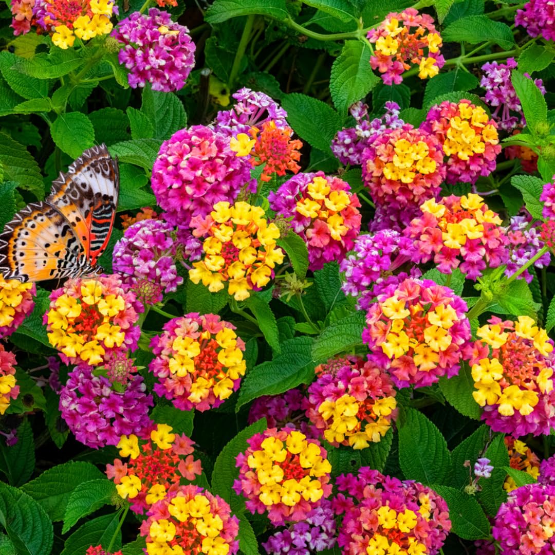 Set 4 Assorted Lantana Plants Live, Lantana Live Plants for Planting, 4 to 6 Inc Tall, Trailing Hanging Basket Plant