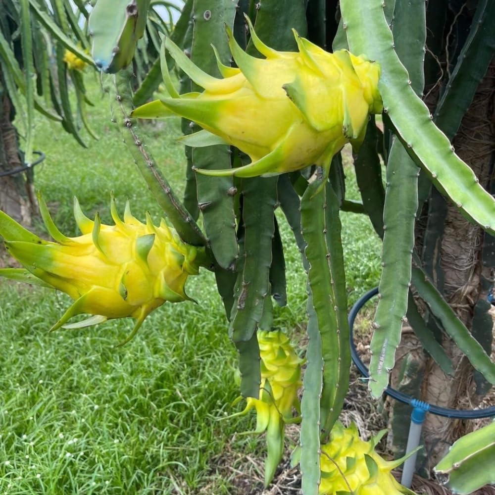 Yellow Dragon Fruit Plant, Starter Dragon Fruit Tree, Outdoor Garden Growing 3-6 Inch Tall