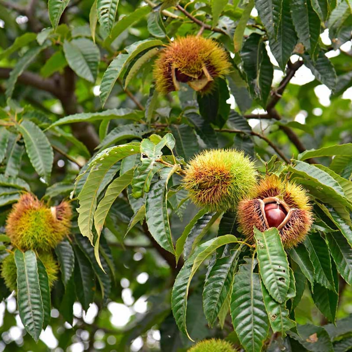 2 Chestnut Tree Bare Roots, 1 Year Old Chestnut Tree 1-1.5 Feet Tall, Fast-Growing, Hardy, Winter Dormant, Garden Growing