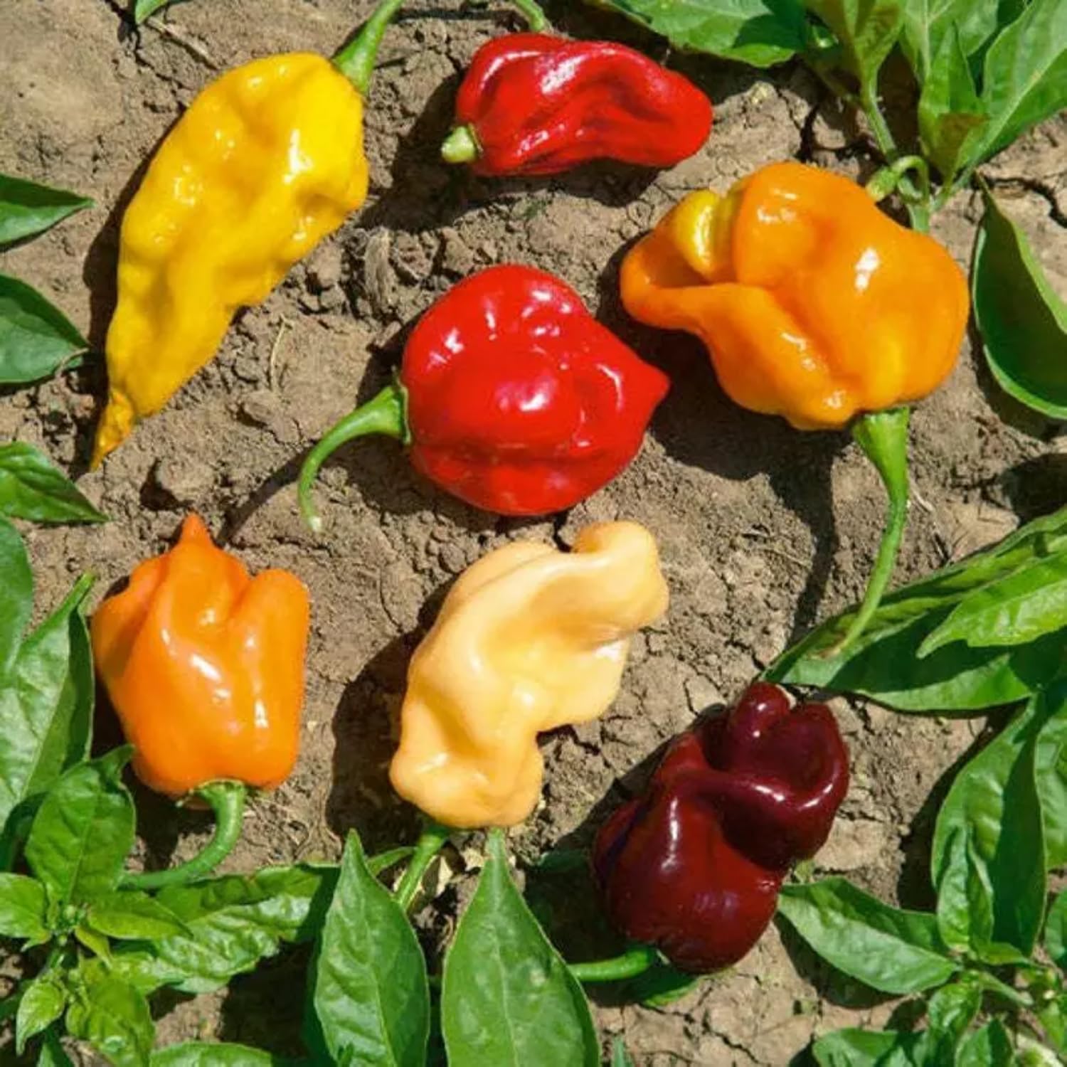 Mixed Habanero Pepper Seeds for Planting, 100 Seeds, 4 Hot Pepper Varieties