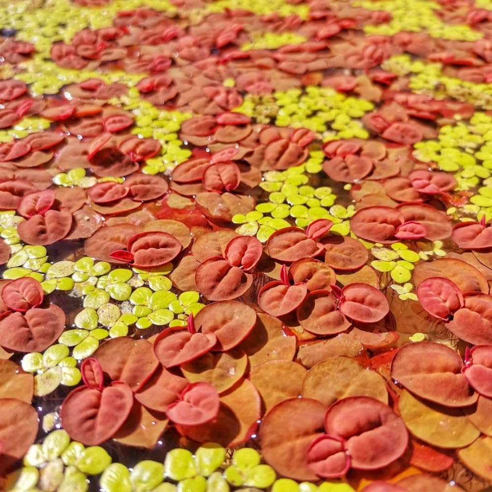 Set 60+ Red Root Floater Aquarium Plant