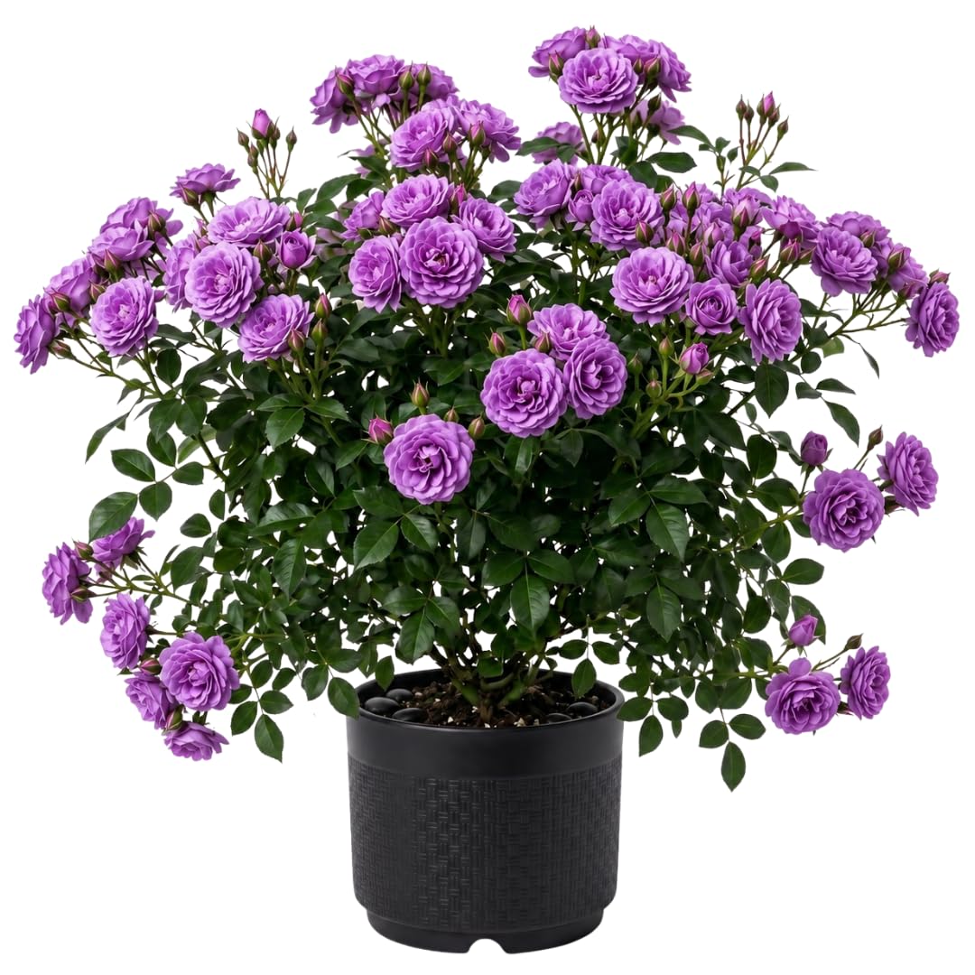 Live Purple Rose Plant for Planting, Hardy Flowering Plant, Rose Flowering Shrub in 3 Gallon Pot for Containers, Landscapes, and Backyard Gardens, No Ship to CA