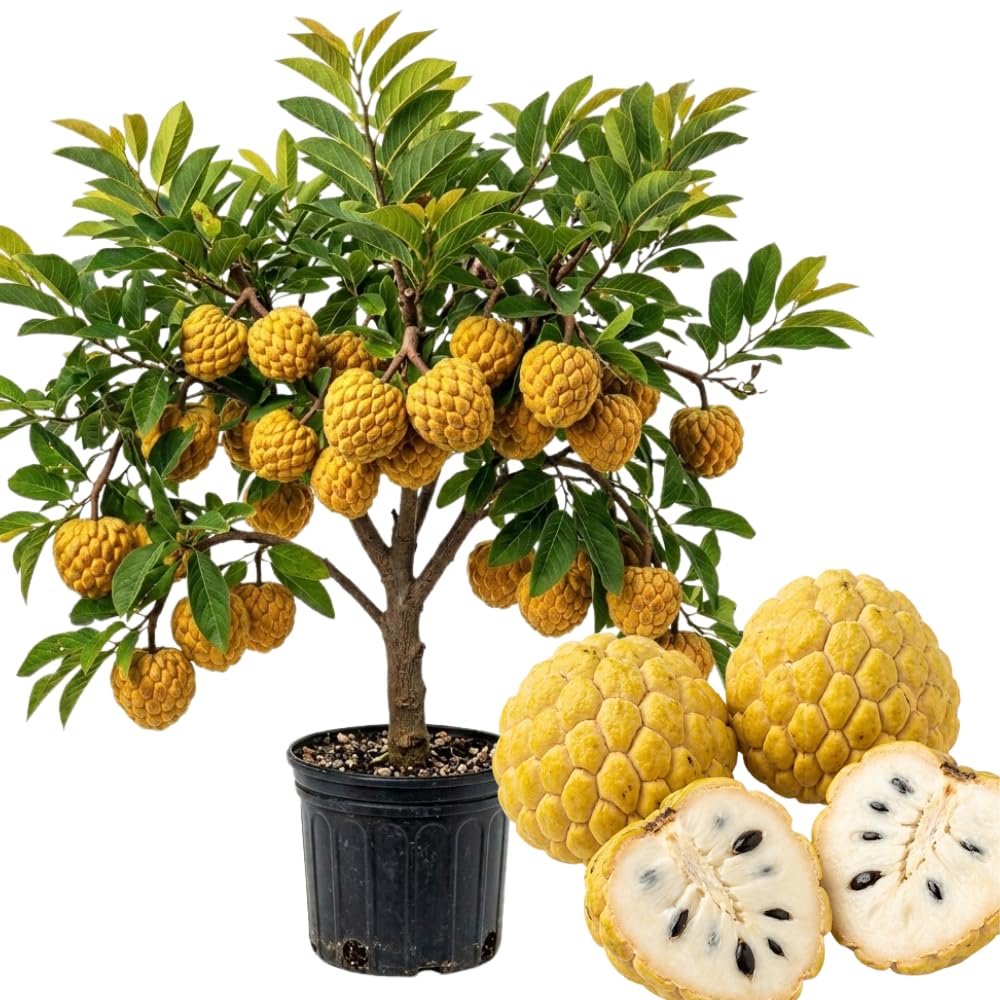 Apple Plant Live, Sweet Tropical Fruit, Sugar Apple Fruit Tree 2-3 Feet Tall in 3 Gallon Pot, Outdoor Planting, No Ship to CA (Yellow Sugar Apple)