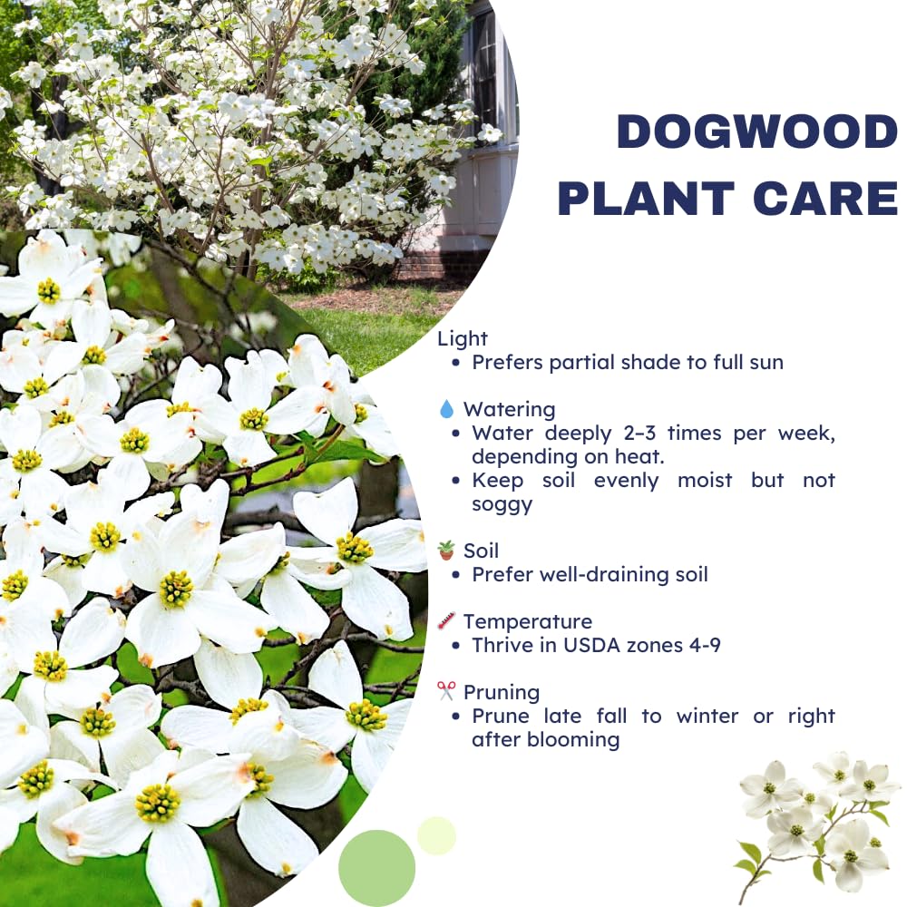 White Dogwood Tree, 8-14 Inch Tall, Quart Pot, Flowering Ornamental Tree for Outdoor Planting and Landscaping