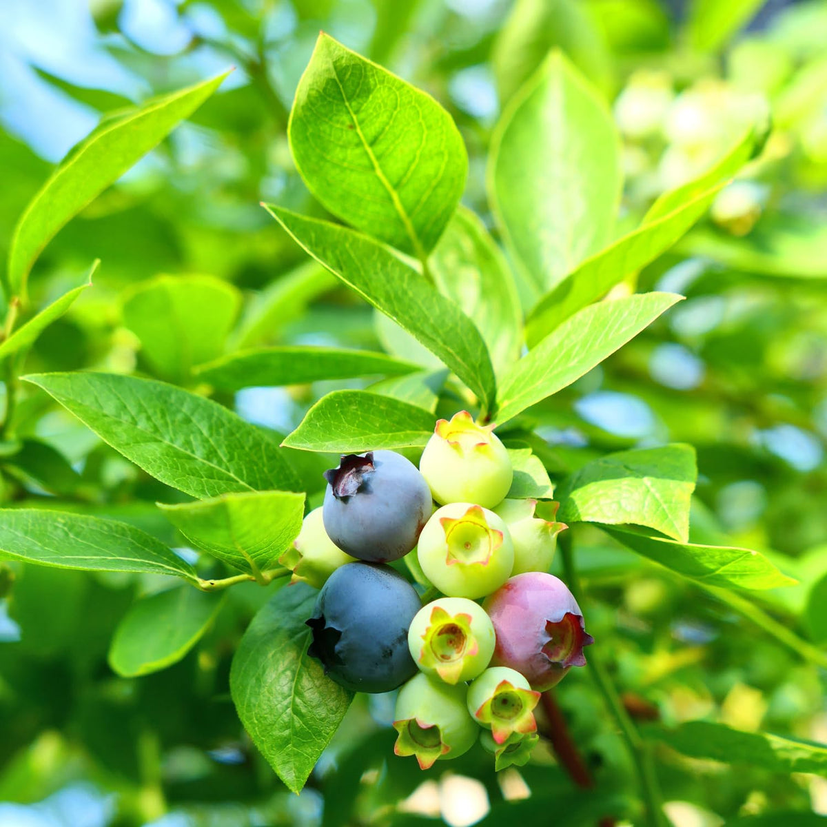 1 Legacy Blueberry Bush Live Plant, Blueberry Plant Live for Planting Outdoor, 5-9 Inch Blueberry Fruit Trees