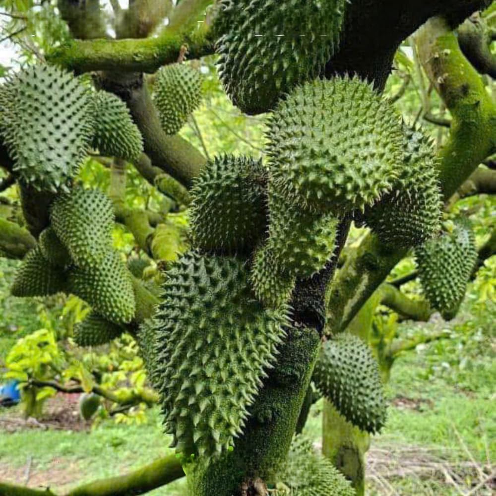 3 Years Old Soursop Tree Live Plant, Fully Rooted in 3 Gallon Pot, Annona Muricata Mountain Soursop Fruit Tree Tropical for Outdoor Planting