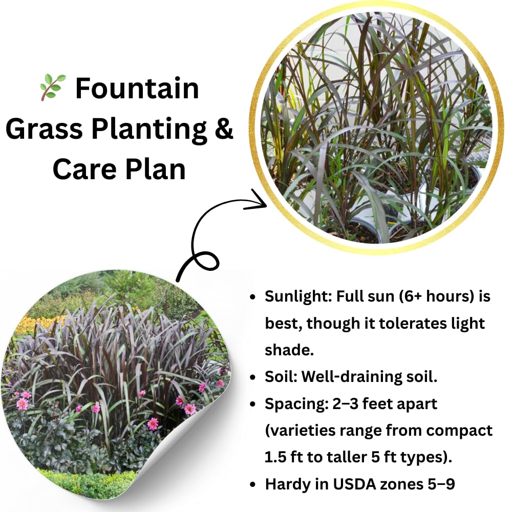Pack 3 Fountain Grass Plants Live, 5-9 Inch Tall, Ornamental Grasses Live Plants Perennial, Well-Rooted Perennial Grass Clumps (Black Fountain Grass)