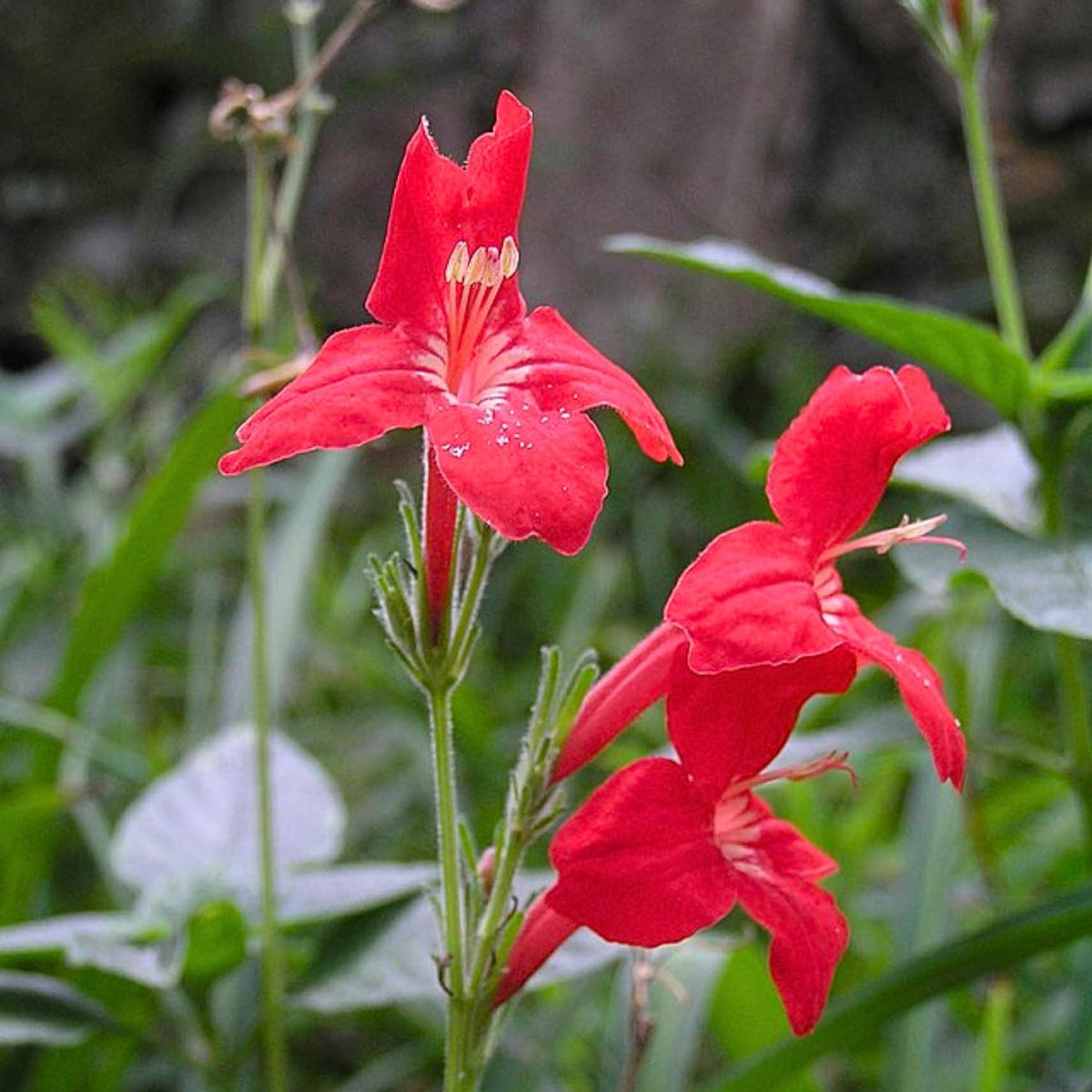 6 Mexican Petunia Live Plants, Vibrant, Low-Maintenance Perennial Flowers, 4-7 Inches, Garden or Containers Growing (Red)