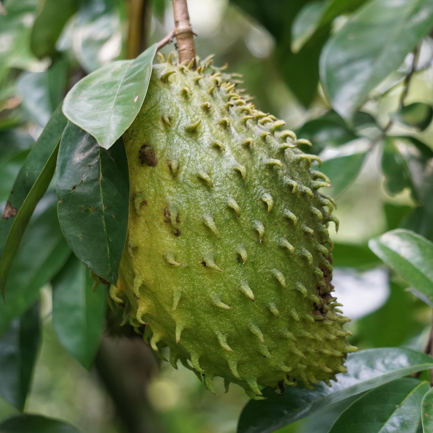 Soursop Tree Live Plant, Annona Soursop Fruit Tree in 3 Gallon Pot, 2-3 Ft Fully Rooted Tropical Fruit Tree