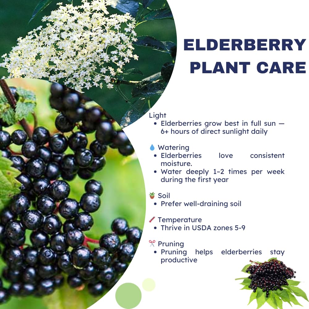 Black Elderberry Plant Live, 2–3 Feet Tall, Hardy Berry Shrub for Outdoor Planting, Gardens and Landscaping