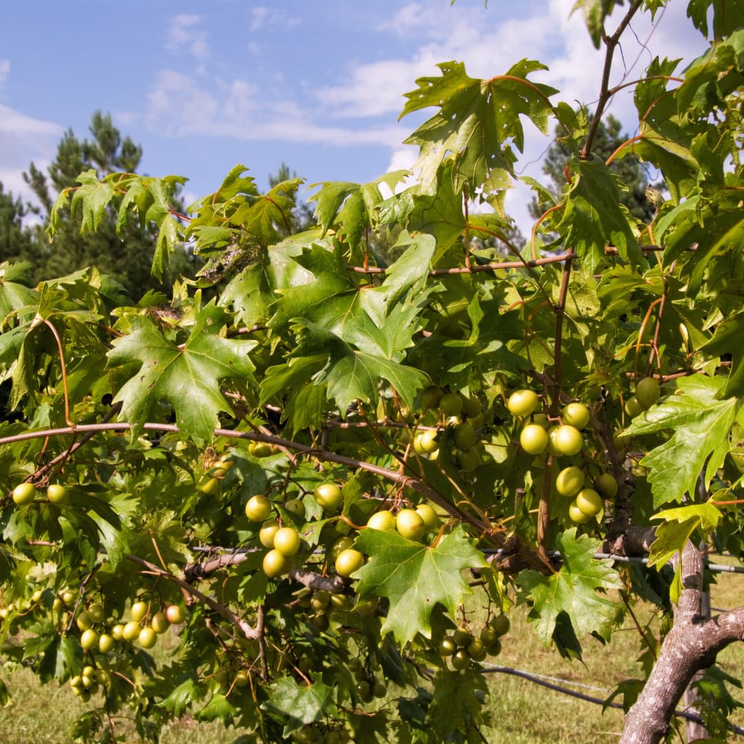 Hardy Sweet Muscadine Grape Vine Plant, Outdoor Climbing Fruit Vine in 1 Gallon Pot, Sweet Edible Fruit Vine for Trellis and Landscape Growing