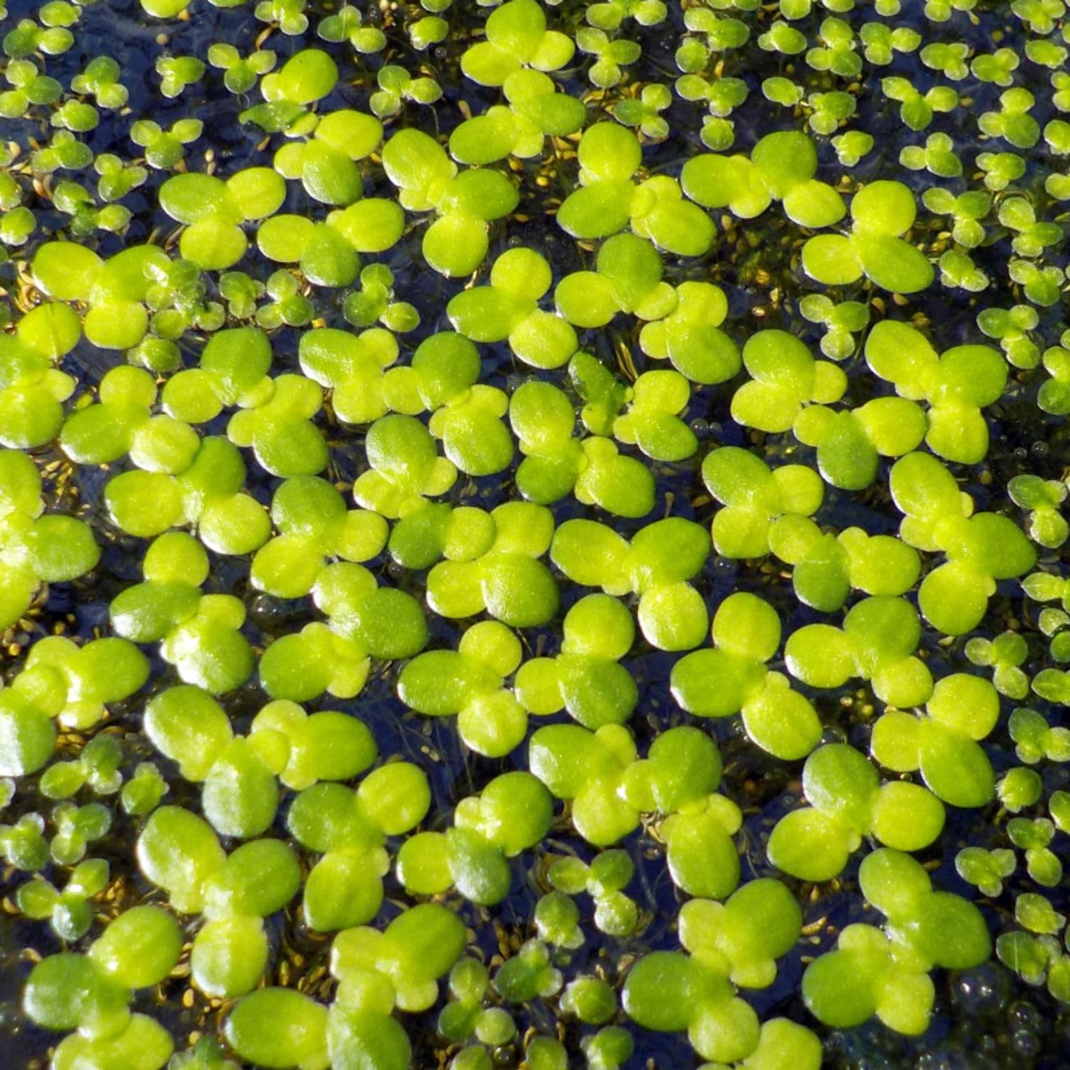 Duckweed Live Plants for Aquarium, 6000 Plants, Aquarium Plants Live, Aquatic Plant Live for Planting Pond, Duckweed Plants