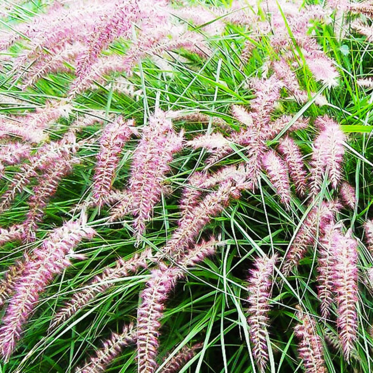 2 Fountain Grass Plants Live, Tall Ornamental Perennial Grass for Landscaping, 5-9 Inch Height Well Rooted to Grow (Pink Rose Fountain Grass)