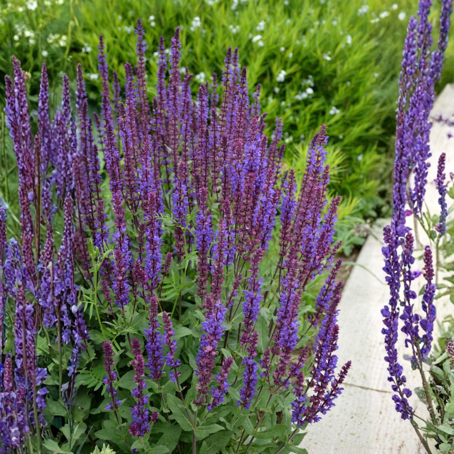 Set 3 Salvia Plants Live, Well Rooted 4-6 Inches, Vibrant, Fragrant Flowering Shrubs for Garden or Containers (Light Purple)