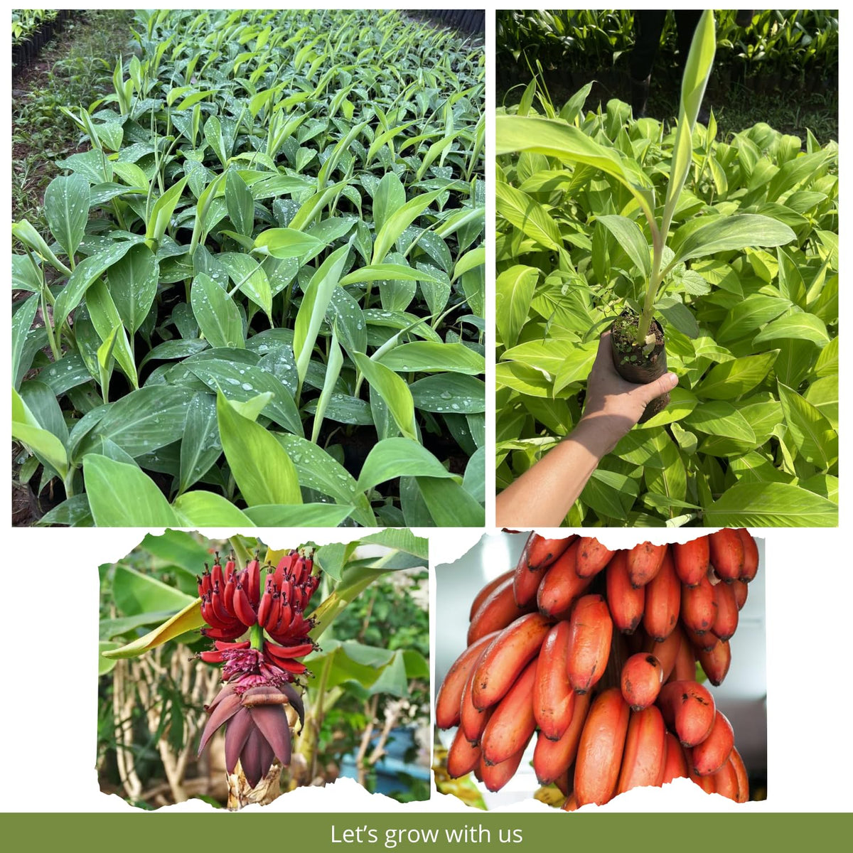Zebrina Banana Tree Live Plant, Cold Hardy Banana Plant Live, Tropical Banana Fruit Seedling, Well Rooted 4-8 Inch Tall