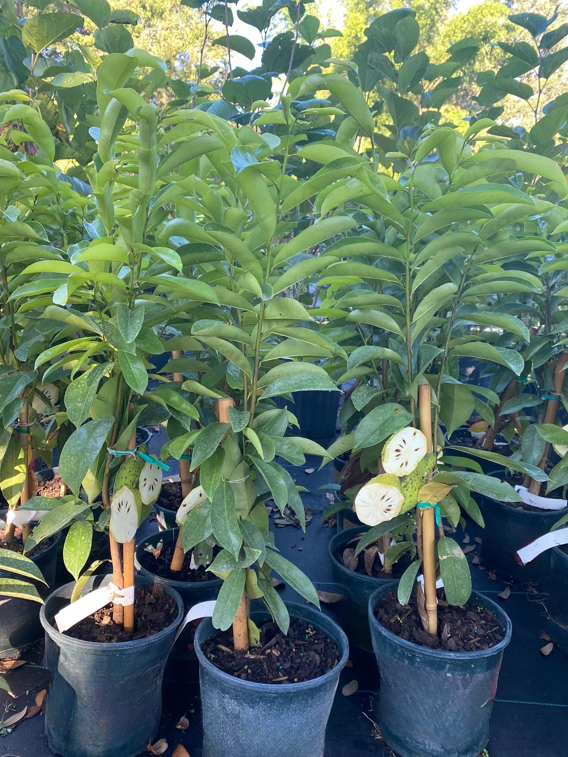 3 Years Old Soursop Tree Live Plant, Fully Rooted in 3 Gallon Pot, Annona Muricata Mountain Soursop Fruit Tree Tropical for Outdoor Planting