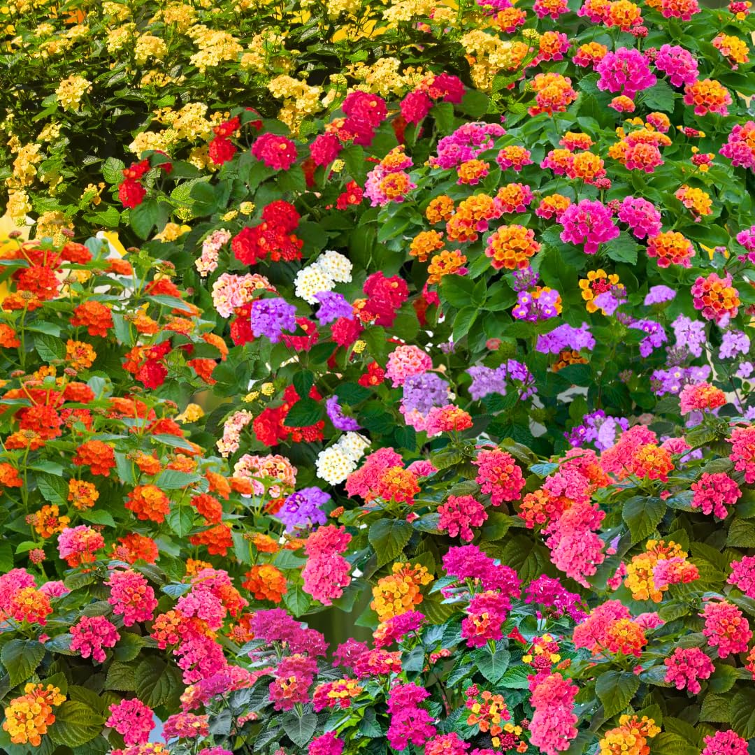 Pack 4 Lantana Plants Live for Planting, Trailing Live Plants 4-9 Inch Tall, Perennial Lantanas Flowers Indoor Outdoor (Mix Lantana)