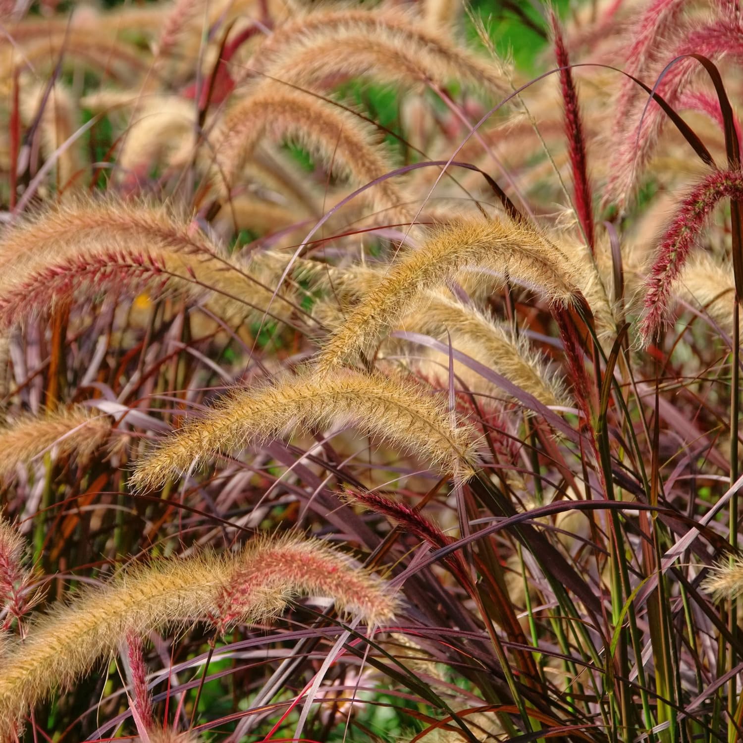 4 Red Fountain Grass Plants, 4-8" Tall Ornamental Grasses Live Plants, Well Rooted Red Purple Grasses Perennial for Planting, No Pot