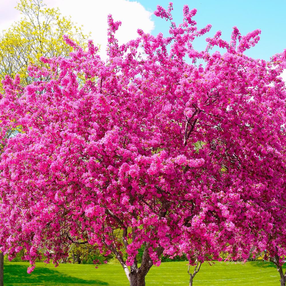 Red Bud Trees Live Plants, Eastern Redbud Tree from 1-2 Feet Height, Cold Hardy and Well Rooted for Spring Blooms