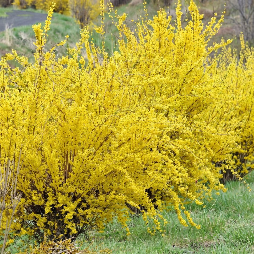 Forsythia Flowering Bush Live Plant in Pot, 6-10" Tall