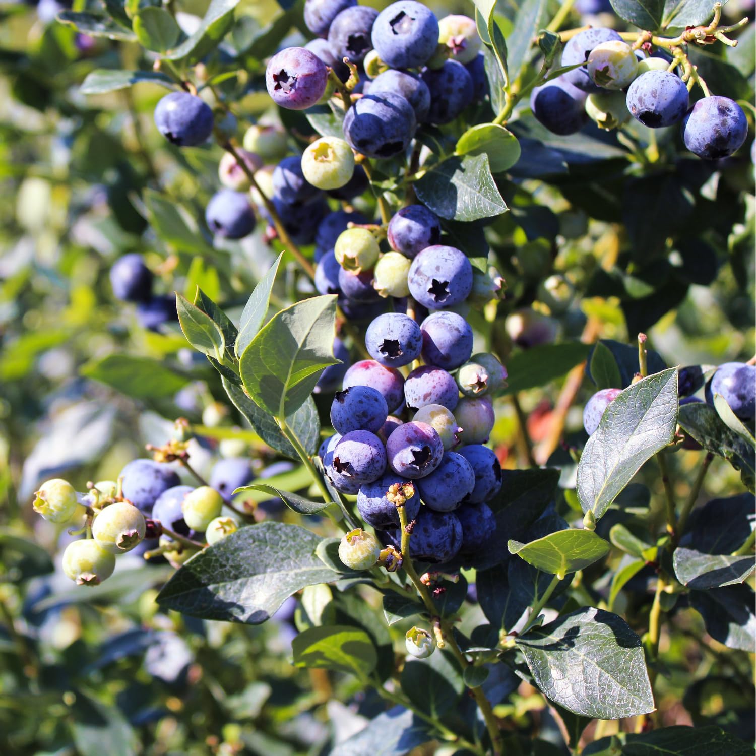 Blueberry Plant 2-3 Feet Tall in 2 Gallon Pot, Live Fruit Bush for Garden, Patio Containers, Backyard Growing, No CA (Heavy Yield)