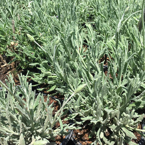 2 Lavender Plants, Live Lavender Flower Plant 2 to 4 Inch, Fragrant Shrub Indoor Outdoor Planting (Creek)