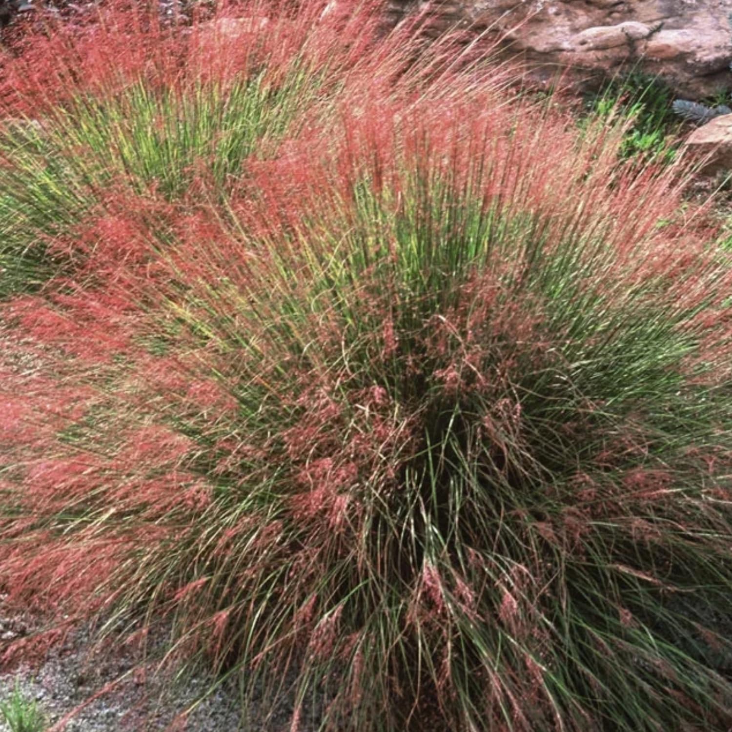 2 Ruby Muhly Grass Plants Live, Tall Ornamental Perennial Grass for Landscaping, 5-9 Inch Height Well Rooted