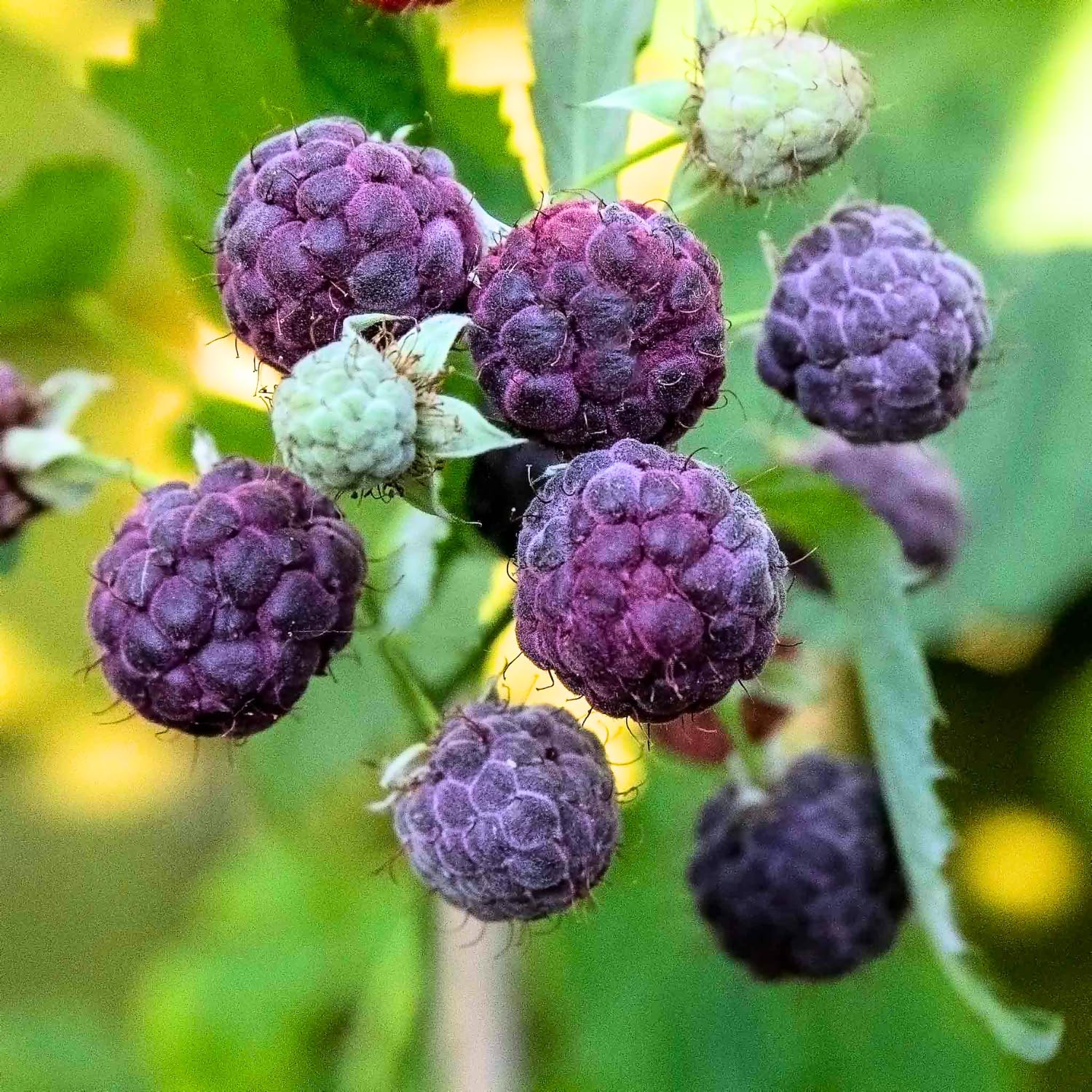 2-Pack Raspberry Plants Live, Raspberry Bushes Live Plants Well-Rooted, 5-9 Inch Tall, Raspberry Fruits (Glencoe Raspberry)