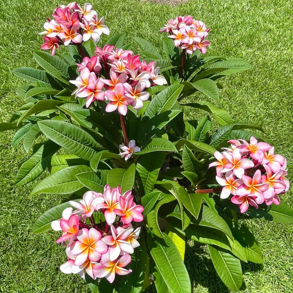 Set of 2 Plumeria Cuttings, Frangipani Plant, 12 Inch Live Cutting, Tropical Fragrant Blooms, Plumeria Frangipani Cuttings for Outdoor Growing (Pink)