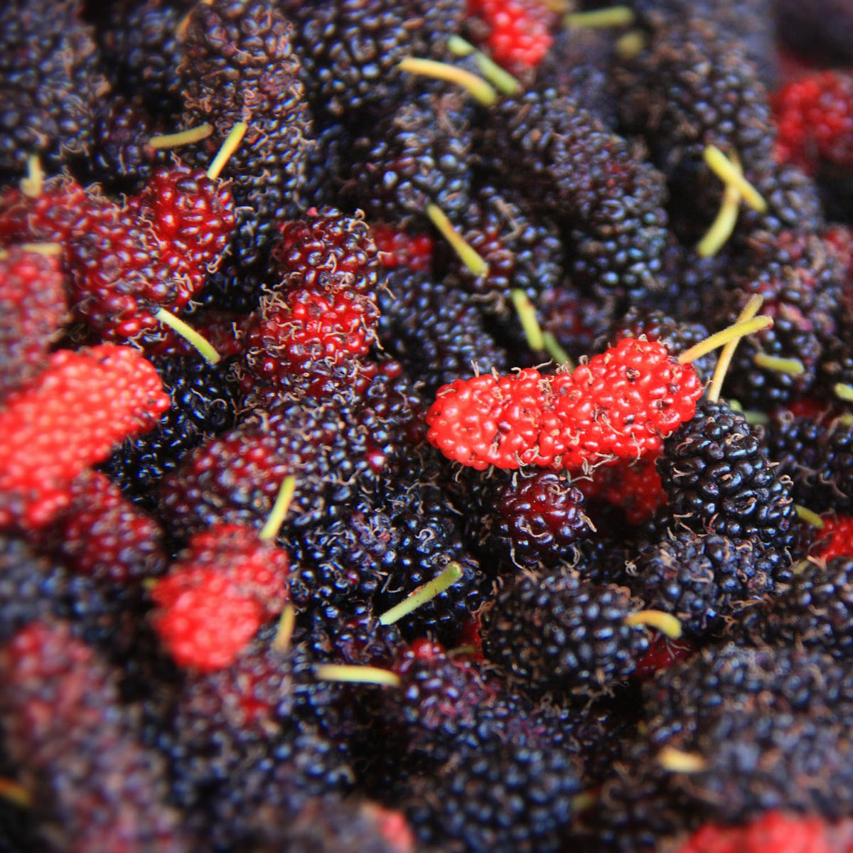 Dwarf Everbearing Mulberry Tree Live Plant Well-Rooted, Berry Seedlings Mulberries Fruit Edible, Outdoor Planting, 4-8 Inc Tall, No Pot