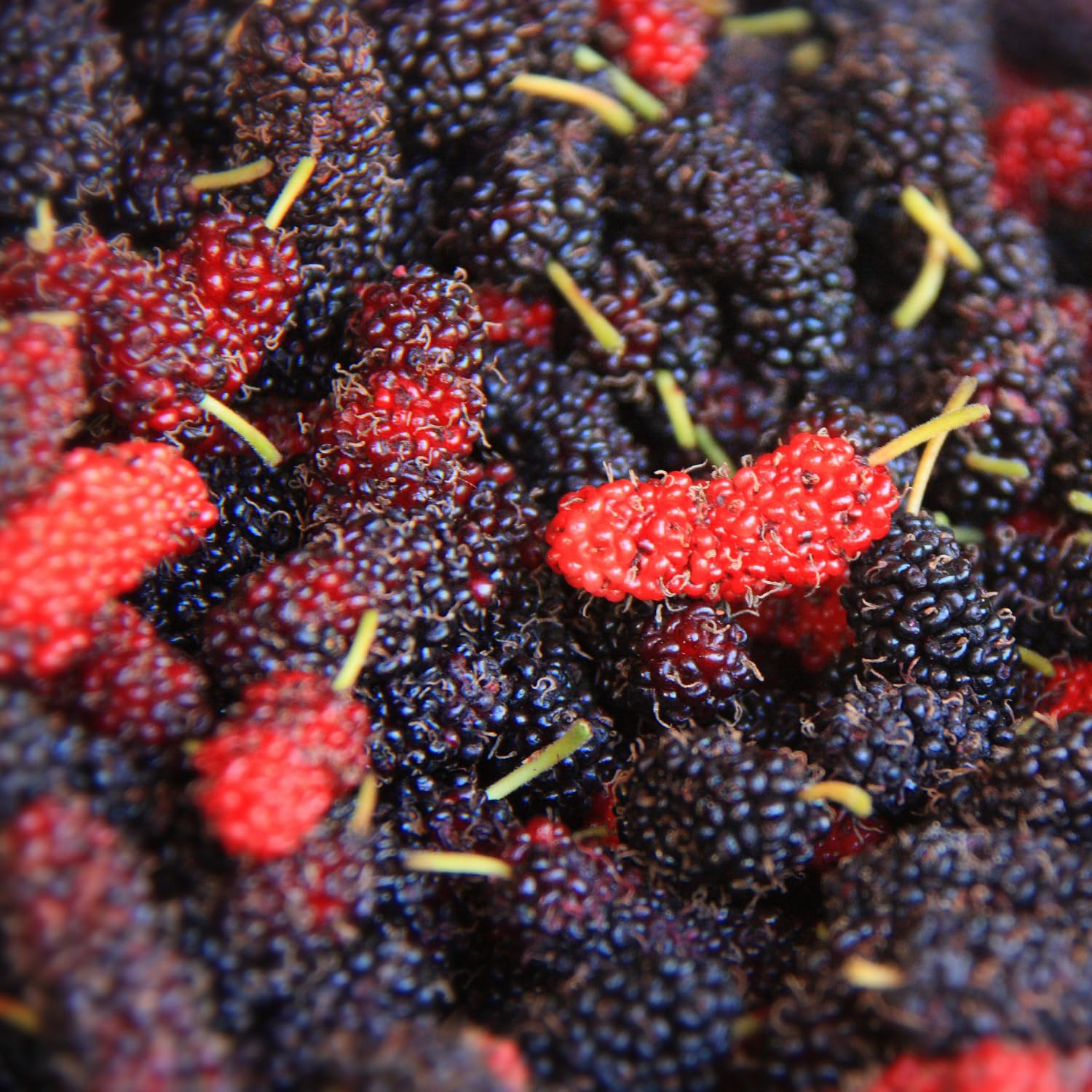 Sweet Illinois Mulberry Tree Live Plant, Hardy Well Rooted 4-8'' Tall, Mulberry Fruit Tree for Indoor Outdoor Spring Planting Mulberries