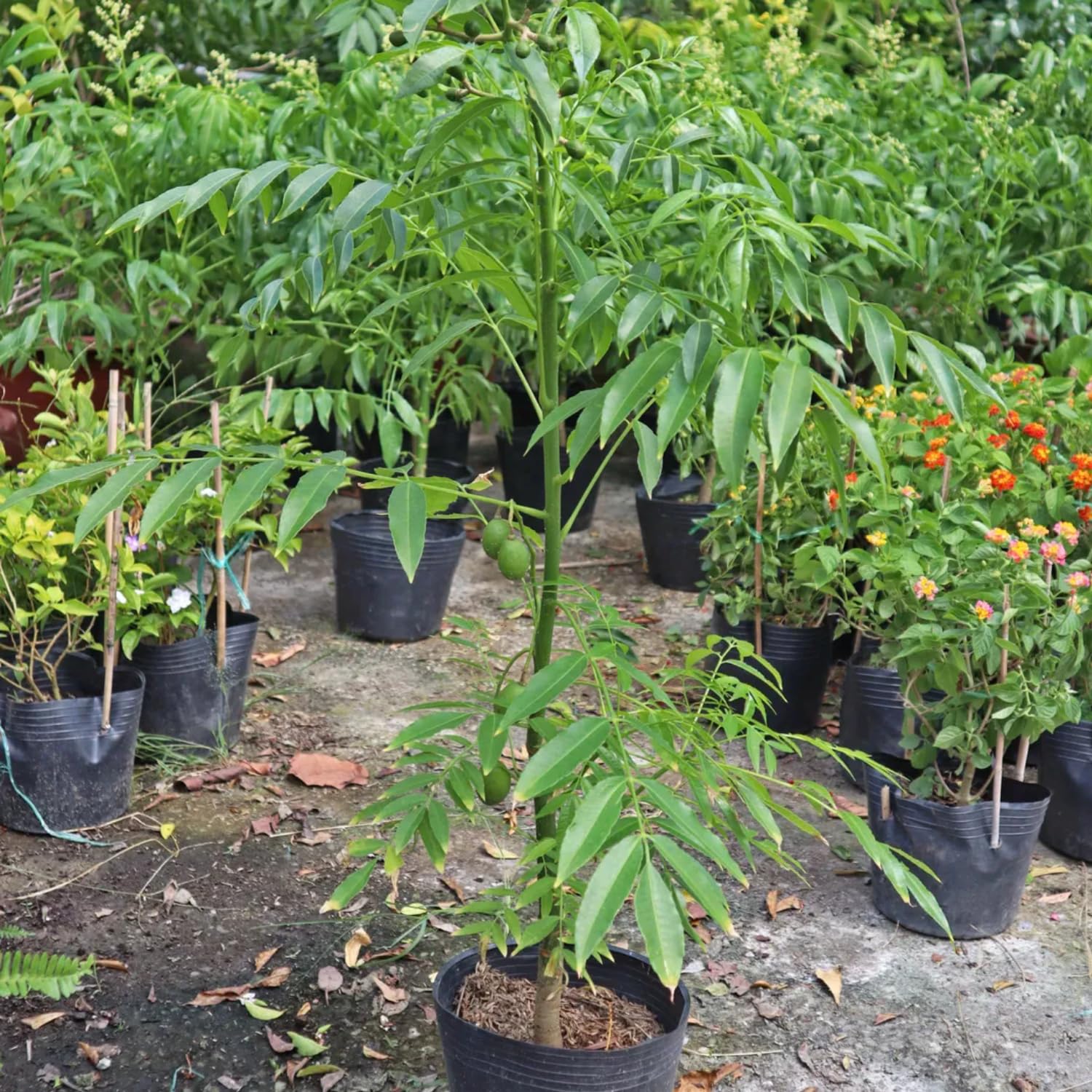 June Plum Tree in 3 Gallon Pot, Tropical Fruit Tree for Home Garden, 2-3 Ft Well-Rooted June Plum Plant in Pot