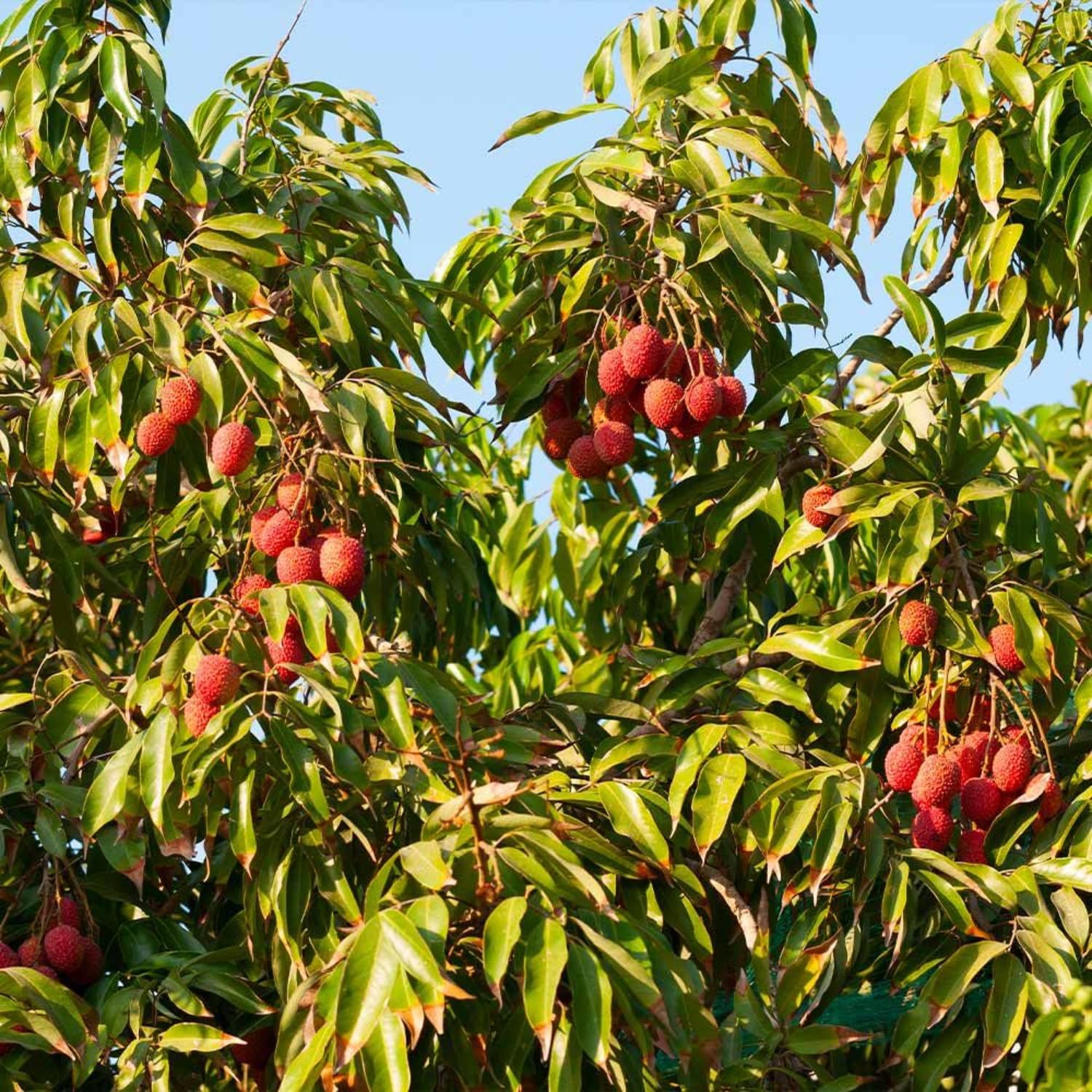 Sweet Lychee Live Plant, Tropical Lychee Fruit Tree for Planting, 3 Feet Tall in 3 Gallon Pot, No Ship to CA