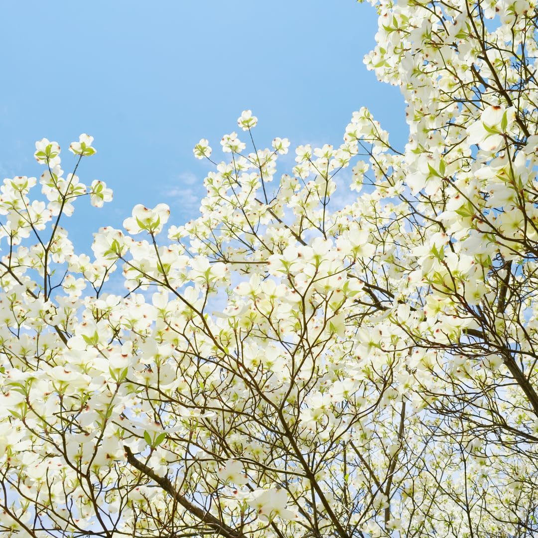 Live Dogwood Tree Plant, White Flowering Dogwood, 1 Feet Tall for Planting